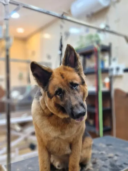 This German Shepherd received a de-shedding treatment and trim to manage his thick coat. He looks so much more comfortable and sleek.