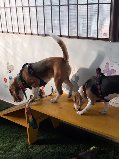 I also host fun get-togethers and parties for dogs and their humans. It's a great opportunity for well-behaved dogs to socialize in a controlled environment and for owners to connect with a like-minded community.