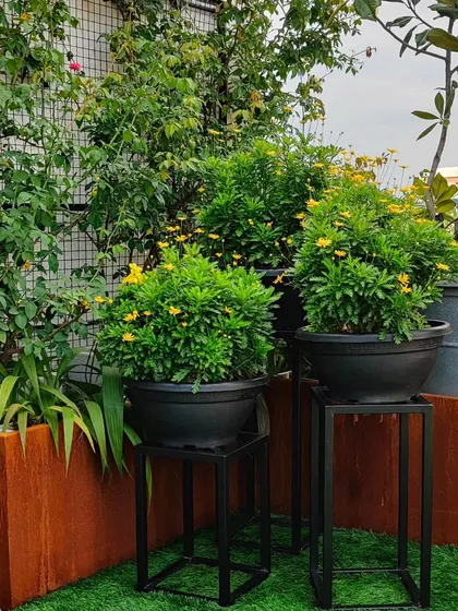 This terrace setup uses modern black plant stands to elevate potted yellow daisies, creating different levels and adding dimension to the space.