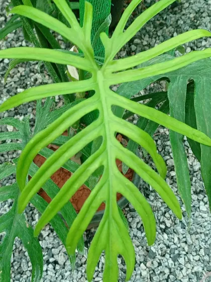 The Philodendron elegans is known for its unique, deeply lobed leaves that resemble a skeleton's ribcage. This rare and fast-growing aroid is a must-have for enthusiasts looking for unusual leaf shapes.