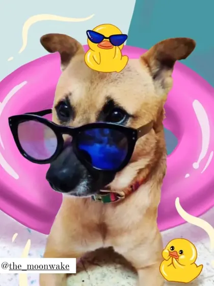 This is my own dog, Cadbury, reimagined as a pool-day superstar. I love adding fun doodles to photos of him, turning a simple picture into a playful illustration.