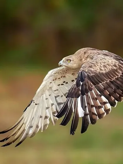 A duplicate of image 104, capturing the eagle's fluid movement as it soars.
