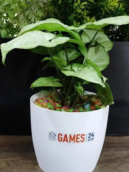 This Syngonium variety has lighter, almost white leaves, offering a nice contrast in a mixed batch of corporate gifts.