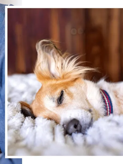 A collage from a family shoot with four adopted dogs. This image of one of the girls sleeping peacefully shows the sense of safety and love they've found in their forever home.