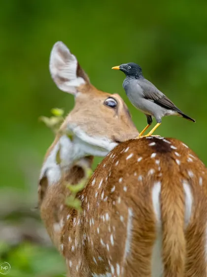 A perfect example of a mutually beneficial relationship. A Jungle Myna sits on a spotted deer's back, getting an easy meal of parasites while the deer gets a cleaning and an early warning system for predators.