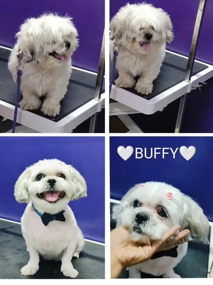 Buffy came in as a fluffball and left with a huge smile and a neat, manageable haircut.