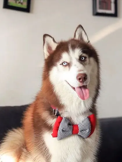 Walt the Siberian Husky looks effortlessly cool and comfortable on the couch, sporting a handsome bow tie for a relaxed, in-home lifestyle shot.