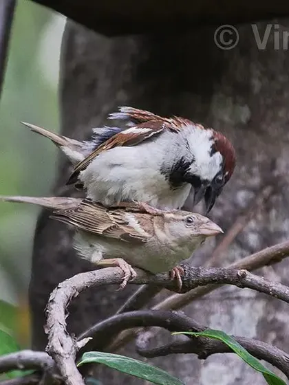 It has become rare to see House Sparrows in our cities. These birds were once common in our homes, but now we have to go looking for them. This mating shot was taken at a resort in Dehradun, a reminder of a bird we must work to protect.