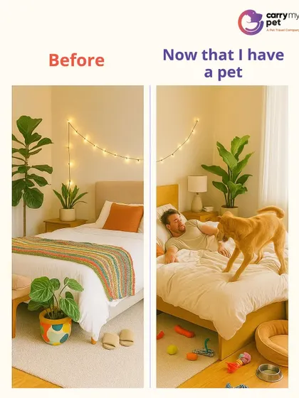 Before I had a pet, my bed was neat and tidy. Now, it's a playground, a nap spot, and the center of our morning cuddles.
