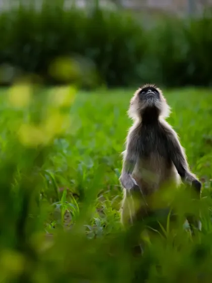 A Hanuman Langur looking up, surrounded by the green fields of Gujarat. For me, World Wildlife Day is every day I get to spend in nature, telling their stories.