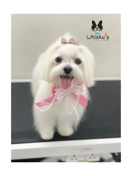 Pearl the Maltese looking like a princess with her pink bow and top knot. Her coat is perfectly white and fluffy.