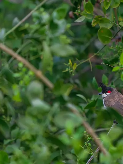 Another shot of the Red-whiskered Bulbul, a common but beautiful resident of India's forests and gardens.