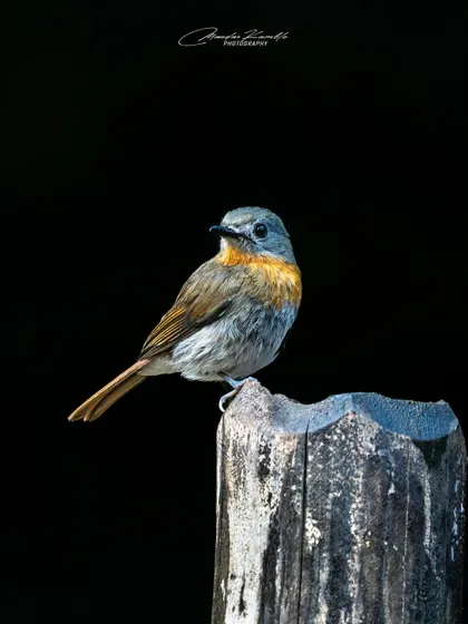 A female White-bellied Blue Flycatcher against a black background. Her colours are more subtle than the male's, but she is beautiful in her own right.