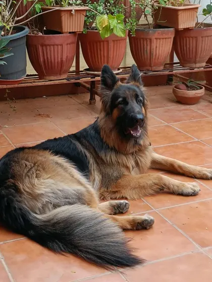 Maya posing so beautifully on our tiled patio. She is a calm and gentle soul who loves to lounge and watch the other dogs play.