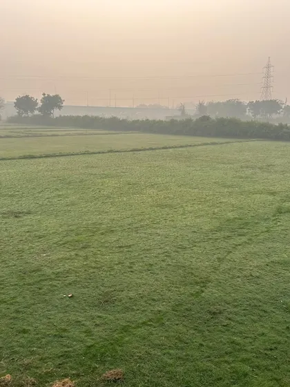 A misty morning over my grass farm. I ensure my grass is healthy and well-maintained year-round.