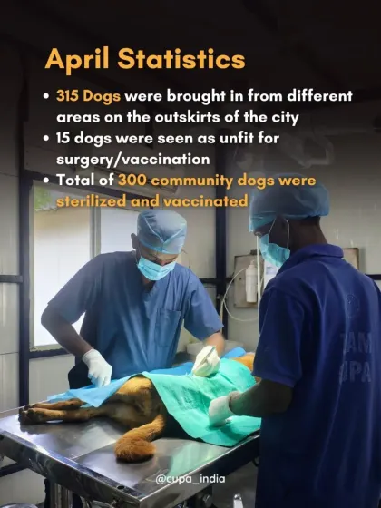 Our April statistics show the scale of our work. We brought in 315 dogs from the city's outskirts and successfully sterilized and vaccinated 300 of them. This is a crucial part of public health and animal welfare management.