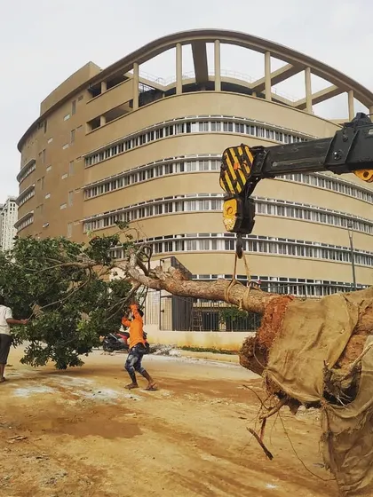 We believe in preserving nature, which is why we offer specialized tree transplantation services. Here, our team is carefully relocating a large, mature tree using a crane, ensuring its survival and giving it a new home.