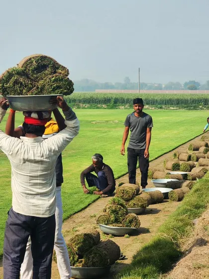 Our dedicated team works efficiently to harvest and prepare large quantities of turf. Here, a worker carries a heavy load of freshly cut grass, demonstrating the manual effort that goes into our farm operations.