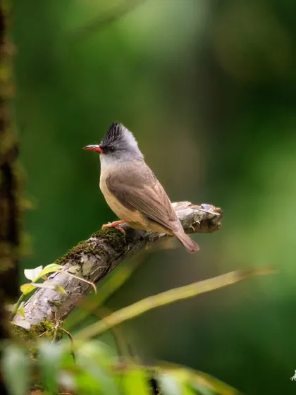 The Black-chinned Yuhina, a small bird with a prominent crest and a subtle black patch on its chin. It's an active forager in the Himalayan forests.