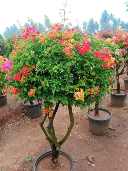 A multi-colored Bougainvillea plant shaped into a small tree, bursting with vibrant flowers.