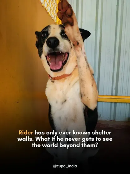 Rider has only ever known the walls of our shelter. He's a happy, friendly boy who loves to wave hello, but he dreams of a world beyond his enclosure. Can you show him what a real home feels like?