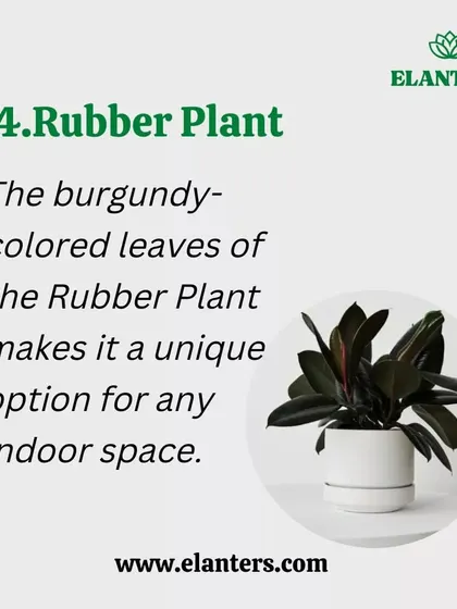 The Rubber Plant not only looks stylish but also works hard to purify your indoor air. Its large, beautiful leaves are very effective at absorbing airborne pollutants.