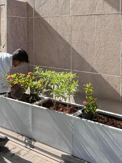 My team is hard at work filling the long rectangular planters with our specialized soil mix. This is a crucial step before we begin arranging the bamboo grass, monstera, and other plants selected for this project.