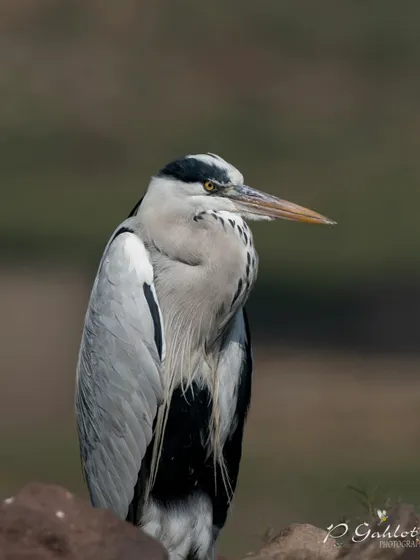 A Grey Heron resting on the banks of the Chambal River.