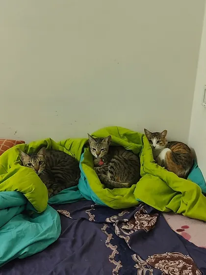 The triplets, Candy, Cookie, and Whiskey, all snuggled up in a big green comforter. They love to cuddle together.