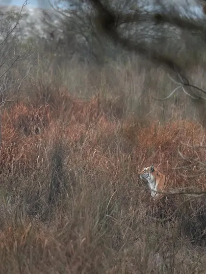 Another perspective on camouflage, showing how a tiger can almost disappear into the landscape. This is a key survival skill we aim to document.