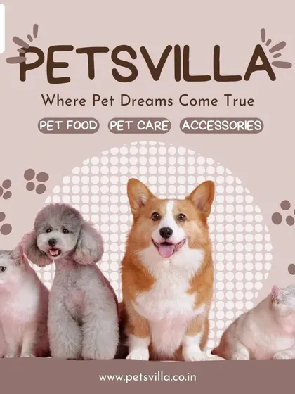 Pets Villa is where pet dreams come true. We are your one-stop solution for pet food, pet care, and a wide range of accessories for dogs, cats, and more.