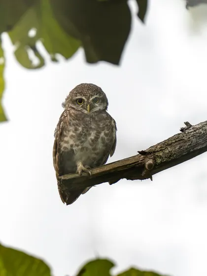 A high-key shot of a Spotted Owlet against a bright, blown-out background. This technique isolates the subject and creates a more artistic, less documentary-style image.