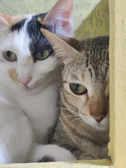 A beautiful close-up of the inseparable sisters, Siri and Kittu, cuddling. Their bond is truly special.