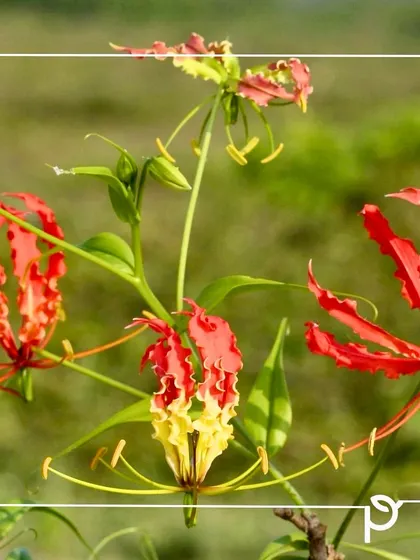 The unique, reflexed petals of the Flame Lily. We must embrace and preserve our rich horticultural legacy by planting such rare and threatened native species.