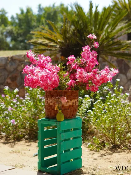 Simple, rustic, and beautiful. A basket of bright pink bougainvillea placed on a painted wooden crate adds a touch of effortless charm to the outdoor decor.
