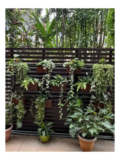 A vertical garden on a slatted wall at Chaithanya Samarpan. This is an effective way to introduce a dense layer of greenery in a compact space, adding texture and life to a previously bare wall.