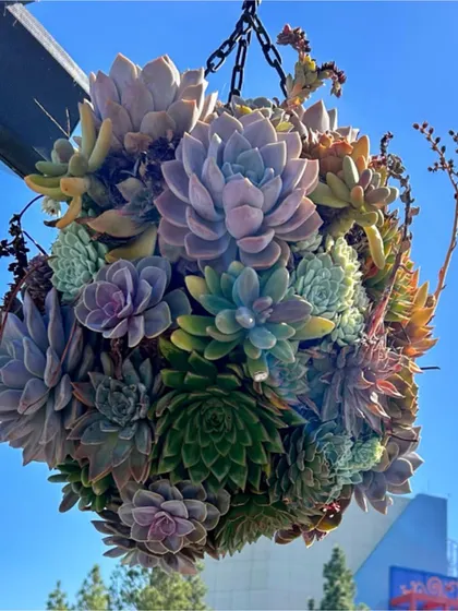 A stunning hanging basket made entirely of colorful succulents. This is a beautiful example of creative plant styling and using plants as living art.
