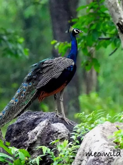 A peacock stands majestically on a rock in the Bandipur forest. Even with its famous train of feathers closed, its regal posture and vibrant colors are a sight to behold.