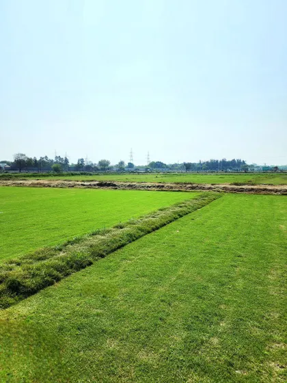 We offer a wide variety of natural grass, including Selection No.1, Mexican, and Korean, all available for wholesale.