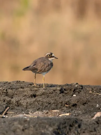 A Little Ringed Plover on the muddy banks of a wetland, a common but charming wader.