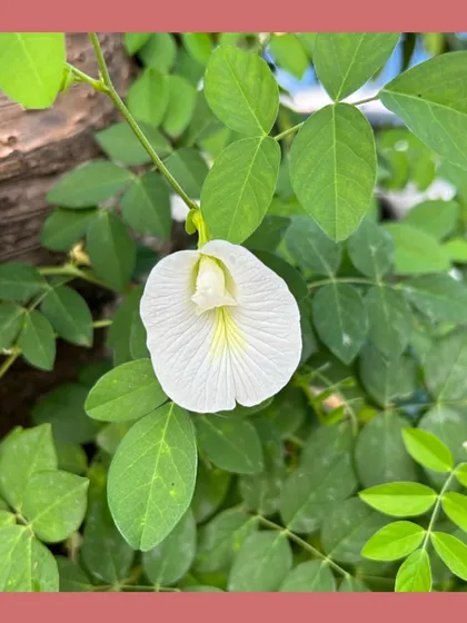 A white Shankhpushpi (Clitoria ternatea) flower. This climbing plant is not just ornamental but also revered for its medicinal properties, enriching gardens both aesthetically and sustainably.