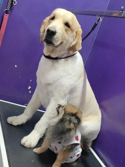 The little Pomeranian seems to be sharing a secret with his big friend.