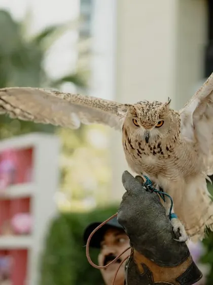 A magnificent owl spreads its wings, providing a moment of awe and a fantastic photo-op for guests at the Bridgerton-themed Mehendi in Dubai.