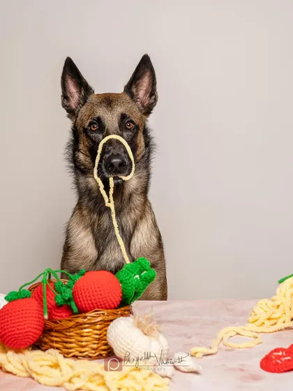 This Belgian Malinois seems to have gotten into the spaghetti! Using fun, safe props helps create hilarious and memorable narratives during a studio session.