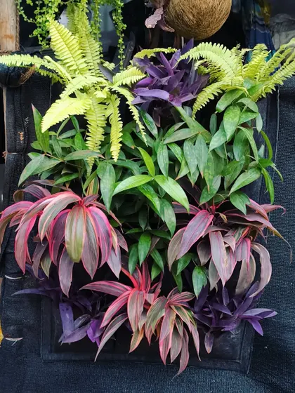 We also create smaller, modular bio-walls like this one. It’s a great way to add a splash of vibrant life to a smaller wall in a home or office, combining ferns and colorful cordyline plants.