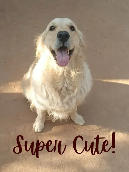 Just look at that smile! This super cute Golden Retriever is radiating pure joy. Capturing these moments for their owners is part of our service.