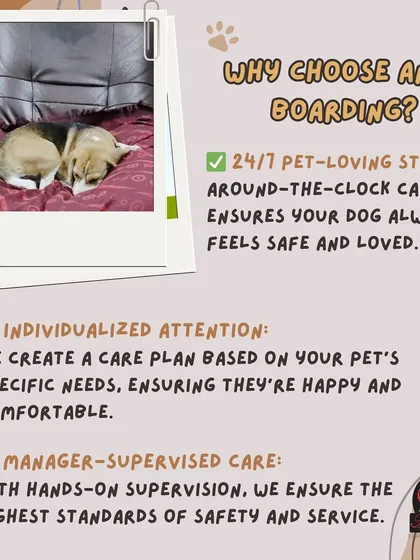 Why choose Anvis? With 24/7 pet-loving staff, individualized attention, and manager-supervised care, we ensure the highest standards of safety and service for your dog.