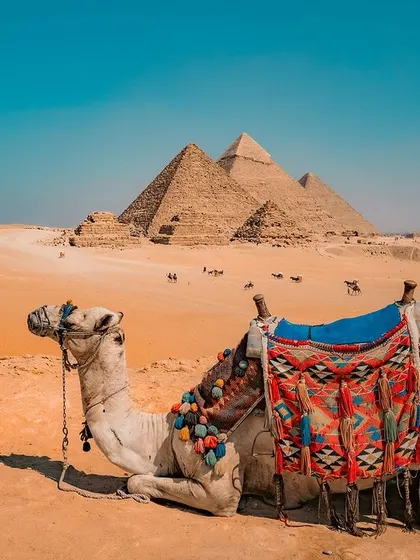 A beautifully decorated camel rests on the sand, with the three Great Pyramids standing majestically behind it.