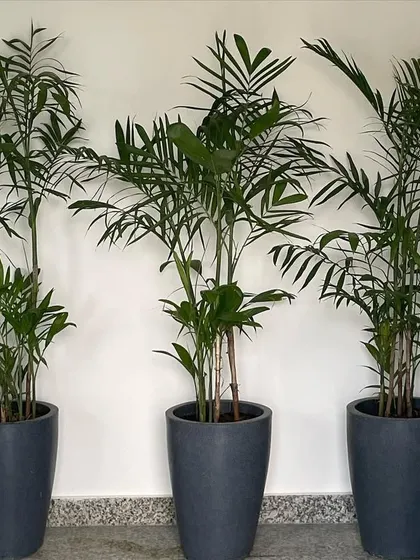 A trio of Areca palms in modern grey planters. These are excellent indoor plants for offices as they are great air purifiers and add a touch of tropical elegance to any corner or hallway.