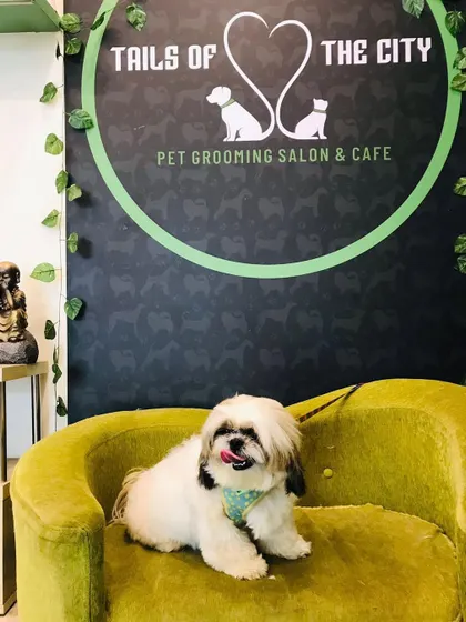 Suki the Shih Tzu is looking cute and content on our couch. A regular grooming schedule keeps pets like Suki comfortable and healthy.